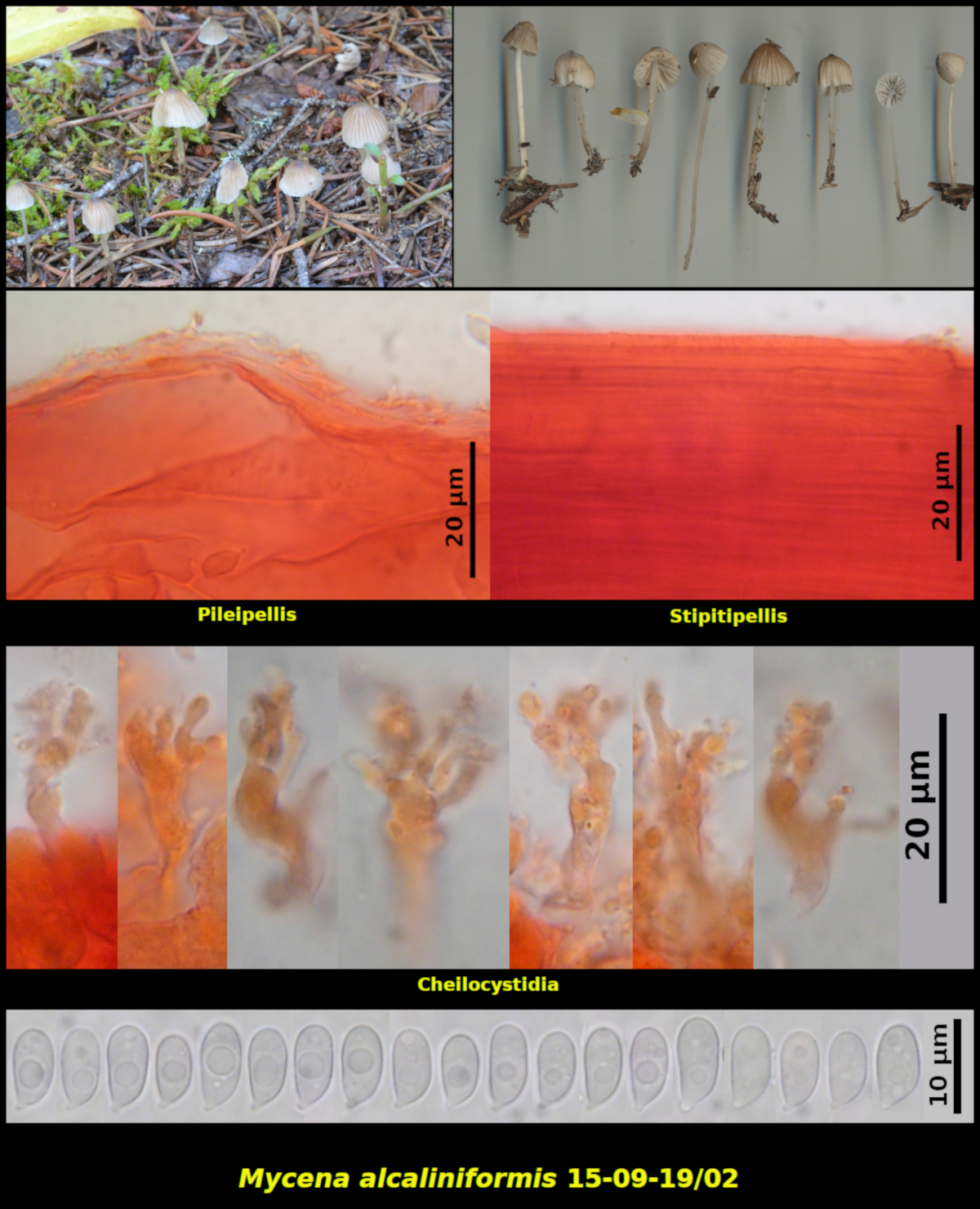 Picture of Mycena alcaliniformis15-09-19]02-composite